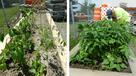 Company Garden